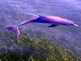 dolphins.jpg