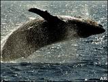 101110165044_whale_226x170_ap.jpg