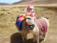 �������� ���������� � ���� ����������� ������� �����������&nbsp;[������� ��� ����������]